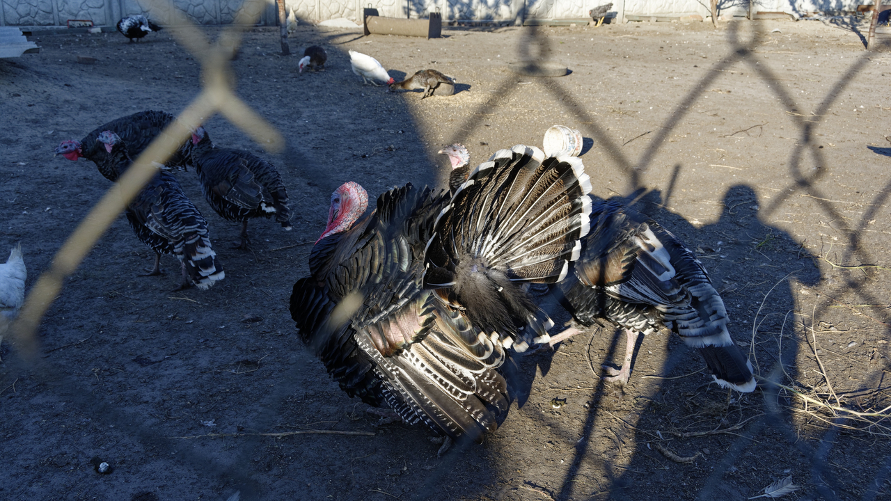 20181001-163752•Omelnik•Kremenchug•Poltava Oblast•Ukraine